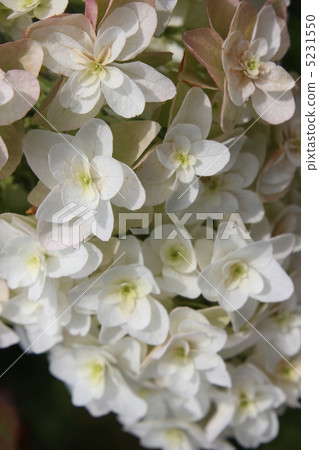 Hydrangea White Ice Vogel 5231550