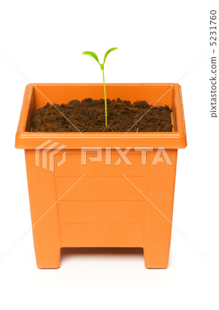 Green saplings growing in the clay pot Green saplings growing in the clay pot 5231760