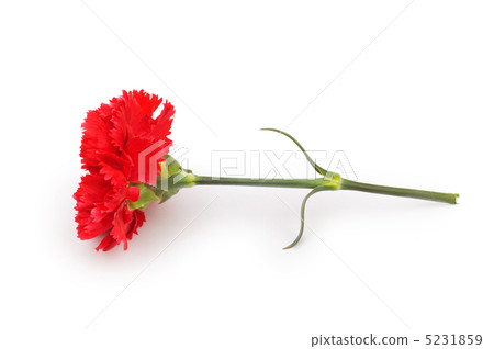 Red carnation isolated on the white background Red carnation isolated on the white background 5231859