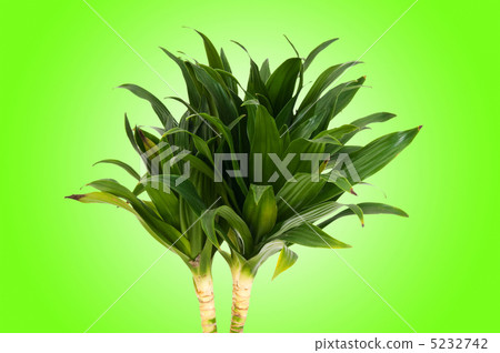 Dracaena plant against gradient background Dracaena plant against gradient background 5232742