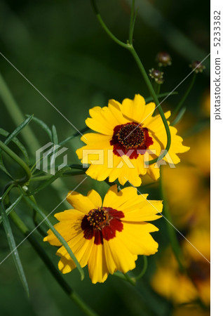 Wave Chrysanthemum Sparkling Waves is Persia Wave Chrysanthemum Sparkling Waves is Persia 5233382