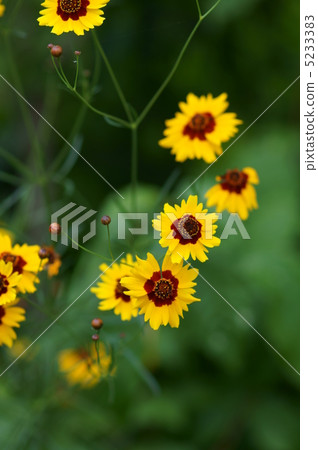 它似乎寫成了菊花春天的菊花。 5233383