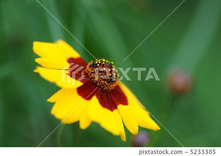 它似乎寫成了菊花春天的菊花。 5233385