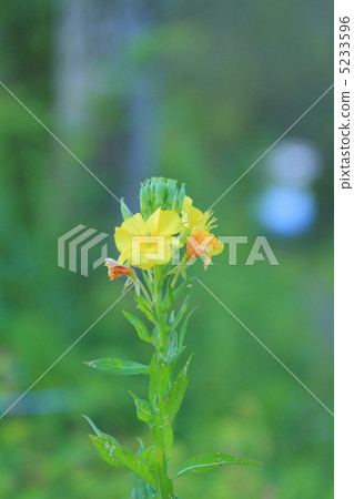 Alechimatsuyogunsa Alechimatsuyogunsa 5233596
