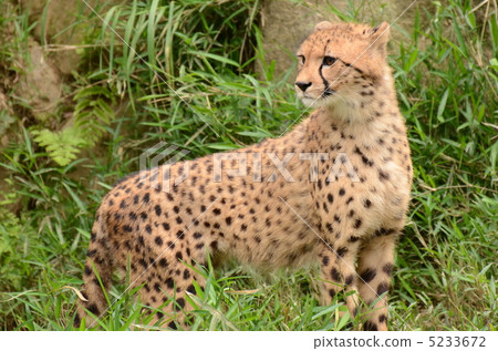 獵豹_19 5233672