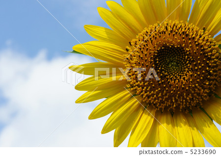 向日葵 5233690