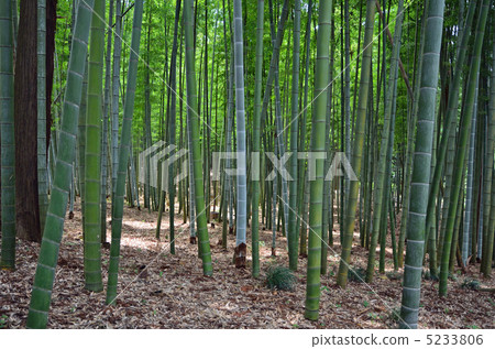 水戶步行/ Moso Sect竹林Kairakuen 5233806