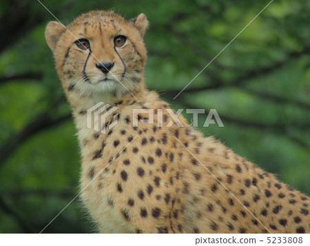 赤塔孩子 5233808