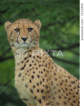 獵豹的孩子 5233809