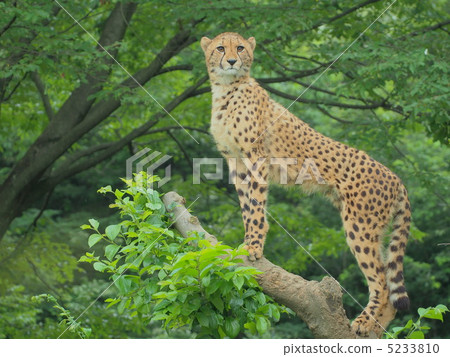 A cheetah child on a tree 5233810