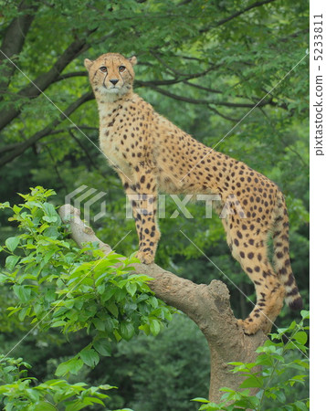 A cheetah child on a tree 5233811