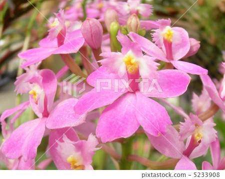 Orchid(run)Epidendrum Hanabi:渴望孤獨的Epidendrum Orchid(run)Epidendrum Hanabi:渴望孤獨的Epidendrum 5233908