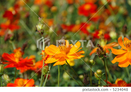 Kivanakosmos 01 5234048