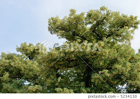 用鮮花的車身樹木 用鮮花的車身樹木 5234110