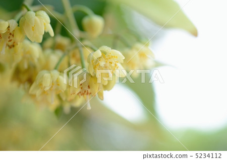 菩提樹花 照片素材 圖片 圖庫