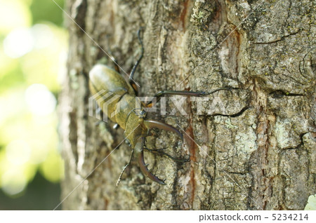 Miyamakuwagata's male 5234214
