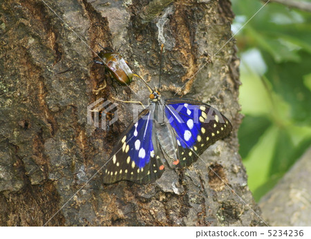 Male of Omurasaki 5234236