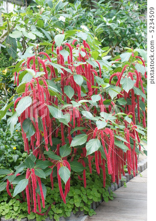 Benihimonoki Benihimonoki 5234509