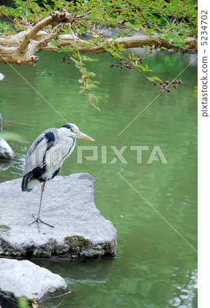 Kyojiro garden Kujyo pond noodles Kyojiro garden Kujyo pond noodles 5234702