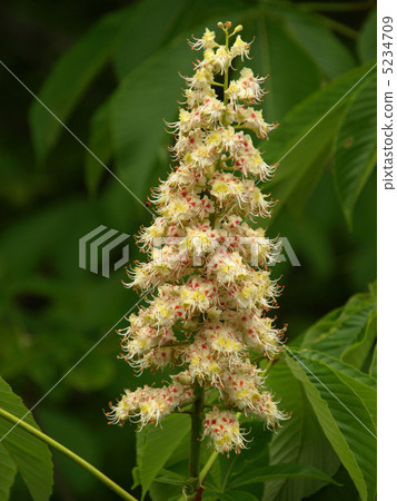 Flower of Toshi Flower of Toshi 5234709