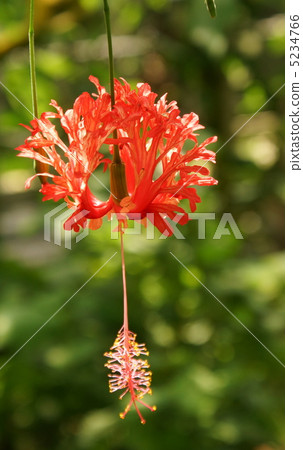 Hibiscus original flower Hibiscus original flower 5234766