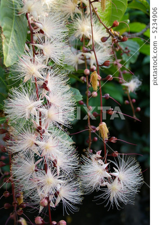 Sagaribana開花盛開 Sagaribana開花盛開 5234906