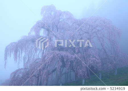 Miharu Falls cherry tree in the fog 5234919