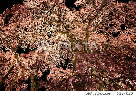 Light up of Miharu Taki cherry tree 5234920