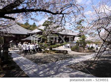 四國神社平台67號佛教寺院“Daego-ji（右大廳，左大士堂）”，櫻花和朝聖者 5234931