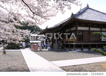 四國神社地方67號佛教寺院“大神寺（大雄寶殿）”，櫻花和朝聖者 5234935