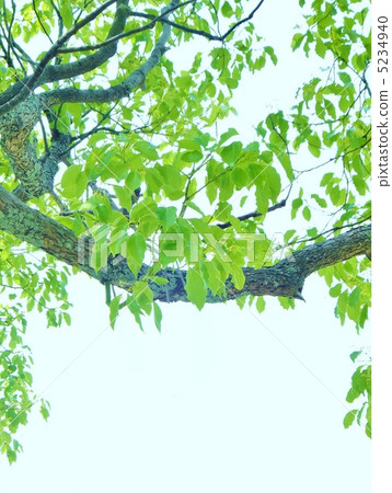 樟樹葉(人物空間) 樟樹葉(人物空間) 5234940