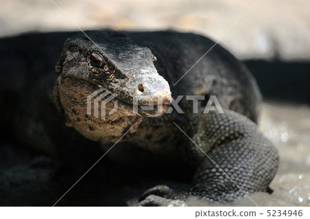 耀眼的大蜥蜴 5234946