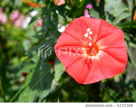 Hagoromo Rousenuto (Hagori Red Ruby) 5235166