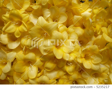 Freesia 5235217