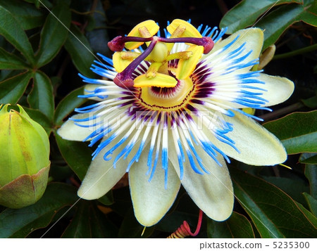 Watch grass (passion flower) 5235300