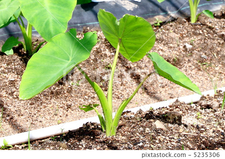 Small potato 5235306