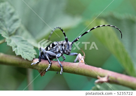 Lady beetle Lady beetle 5235722