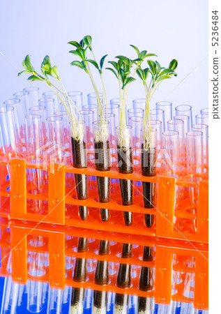 Lab experiment with green seedlings Lab experiment with green seedlings 5236484