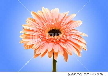 Gerbera flowers against the background 5236926