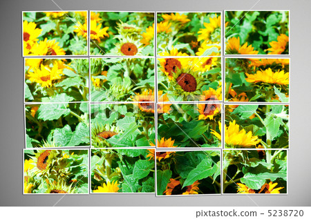 Photo cut into pieces with nature concept 5238720