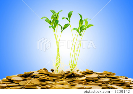 Money growth concept with coins and seedling 5239142