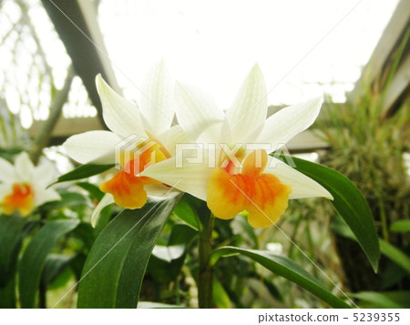 Dendrobium Bellamarry Flower語言:乾淨的感情Den.Bella Maree Dendrobium Bellamarry Flower語言:乾淨的感情Den.Bella Maree 5239355