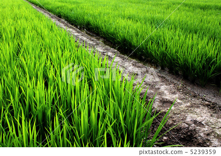 稻田 稻田 5239359