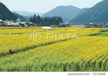 Sunflower field 5239366