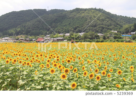向日葵田 向日葵田 5239369