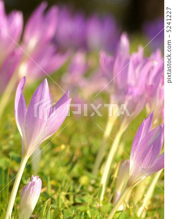 Corticam（犬藏紅花） 5241227