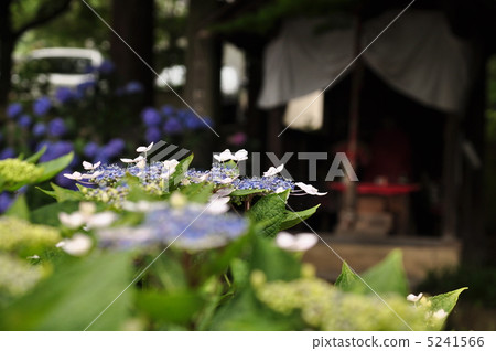 hydrangea   5241566