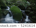 Yakushima Moss growing flow 5241614