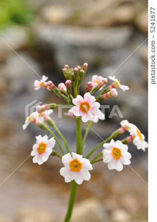 Nine-wheeled grass 5241677