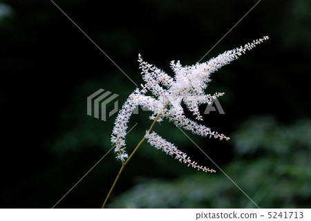 Akashouma Akashouma 5241713